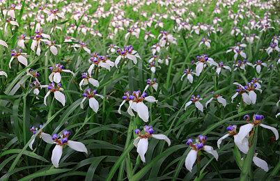 “SEGA 龙年大促”火热进行中《女神异闻录5战略版》首次加入促销阵容